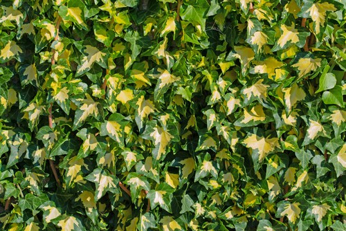Hedera which is also known as ivy is a great woodland climber