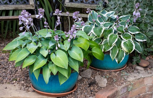 Hosta perennials growing well in pots under the canopy of trees