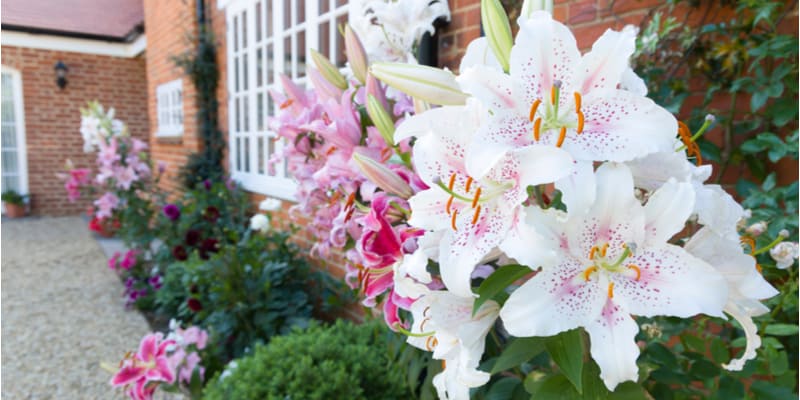 In this guide i'm going to cover why and how to Deadhead Oriental Lilies. The process will stop them going to seed and promote better plants the following season