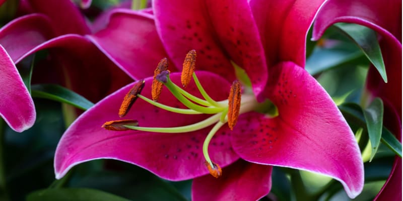 An old age question, How to Get Lily Pollen Out of Clothes. Follow by guide step by step which includes, shaking, tape, warm water to remove those stains