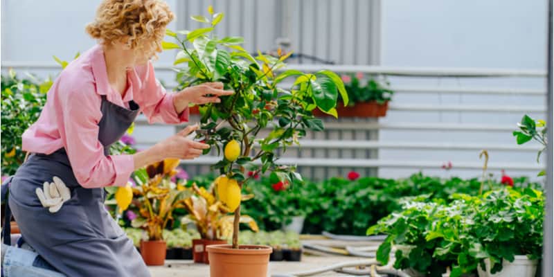 Learn how to successfully look after a lemon tree, you need to pay attention to three things: watering, nutrients and the environment.