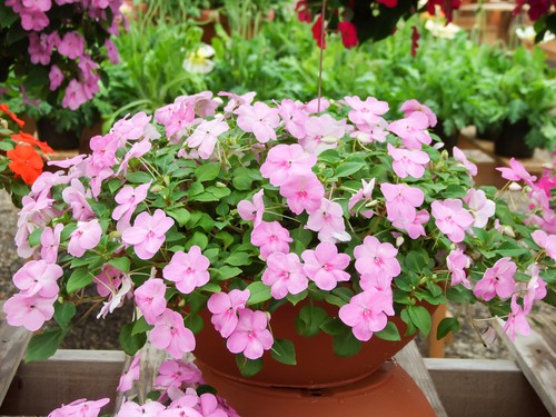 Impatiens walleriana ideal for growing in a more shady position and grow well in pots