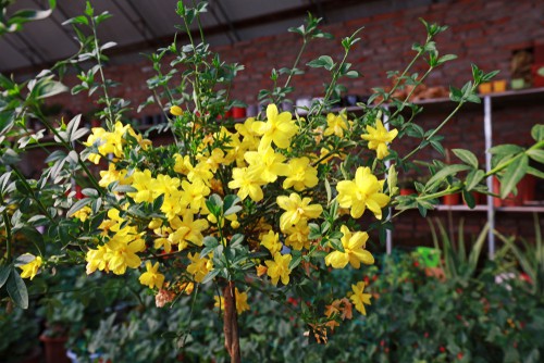 Jasminum nudiflorum which grow in a semi shady spot and flower early in spring 