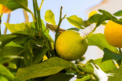 Lemon tree with yellowing leaves caused by lack of nutrients