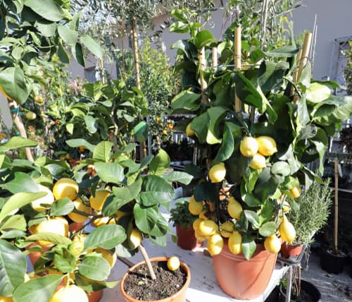 Lemon trees grow well in greenhouses in winter as they get enough light and not to warm but not too cold