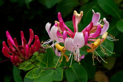 Lonicera periclymenum is a good fast growing climber