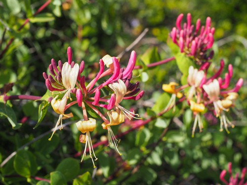 Lonicera periclymenum which is a suitable climber for under trees in shade