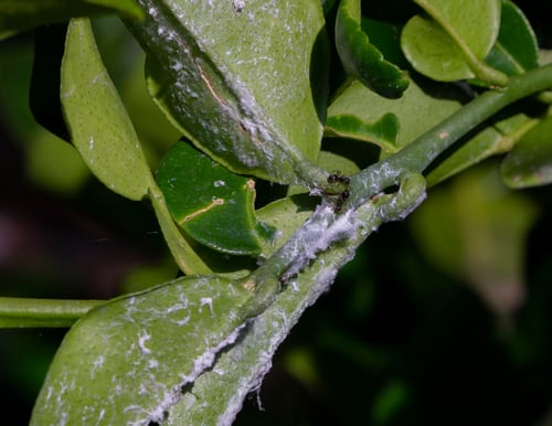 Mealy bugs on citrus tree which causes sticky leaves