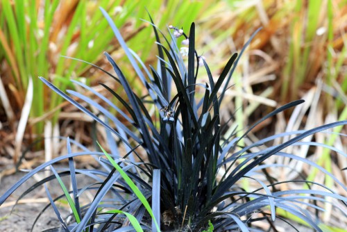 Ophiopogon planiscapus ‘Nigrescens’ (Black mondo grass)