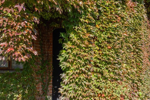 Parthenocissus is a great self clinging climber ideal for a shady position