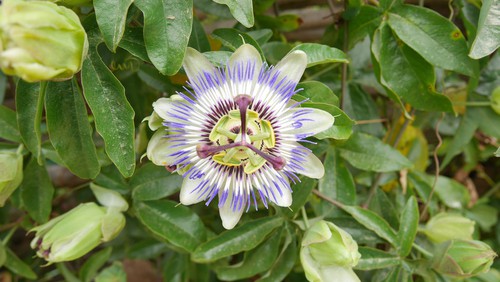 Passion flower being grown in pot along a wall