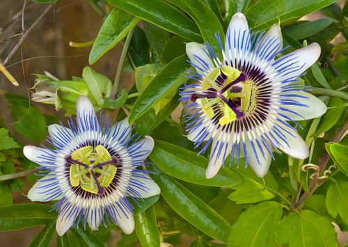 Passion flower is an evergreen fast growing vigorous climber