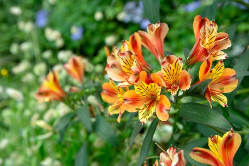 Peruvian lilies which are considered a safe lilies to have around dogs and cats