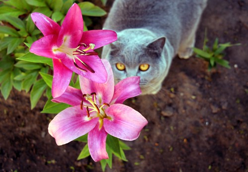 Pet cat next to Lilly that can be poisonous if ingested
