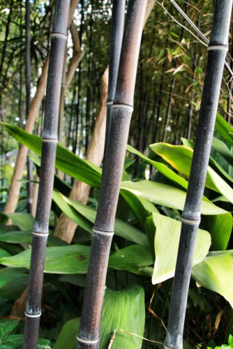 Phyllostachys nigra  also known as Black bamboo is perfect for growing containers