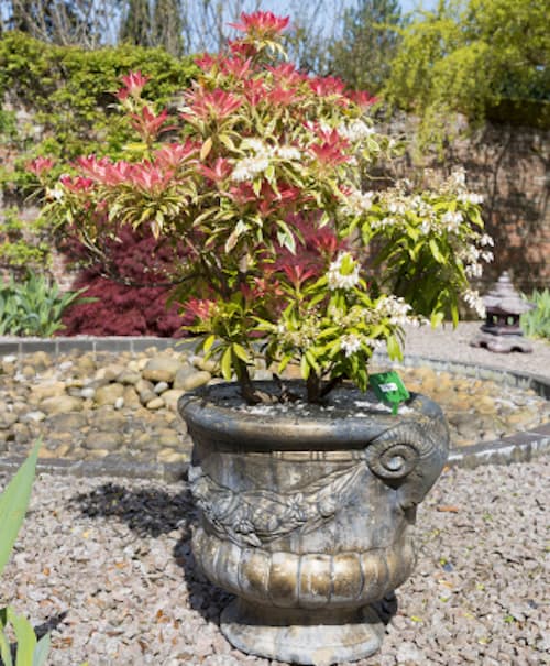 Pieris Forest Flame growing on stone pot on gravel driveway