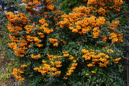 Pyracantha is a great shrub for fill in spaces fast
