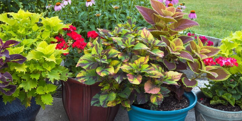 I share some of the top recommended Shade Loving Plants for Containers including shrubs, perennials and summer bedding.
