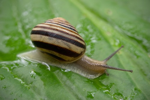 Snails causing damage to plant foliage