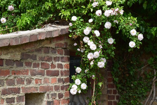 Some climbing roses are suitable for more shady positions such as north facing walls