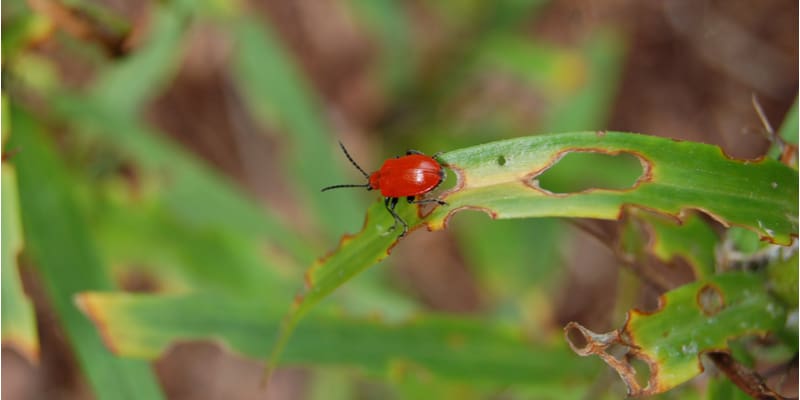 What Is Eating My Lilies - The most likely culprit is the red lily beetle but could also be vine weevils or slugs and snails