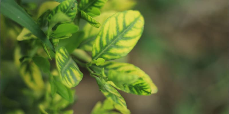 Why are my lemon tree leaves turning yellow? Now thats a common question I get asked and it usually lacks nutrients, incorrect water or low temperatures