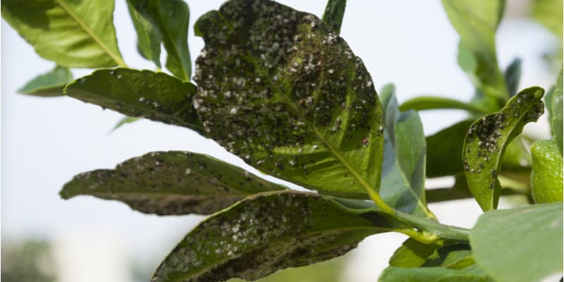 A common question I'm often asked is why is my lemon tree got sticky leaves. Usually, its caused by aphids such as mealybugs that secrete honeydew, learn more