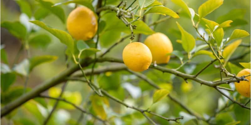 One of the most common question I get asked is why is my lemon trees loosing its leaves. Reasons include Temperature and/or humidity and more