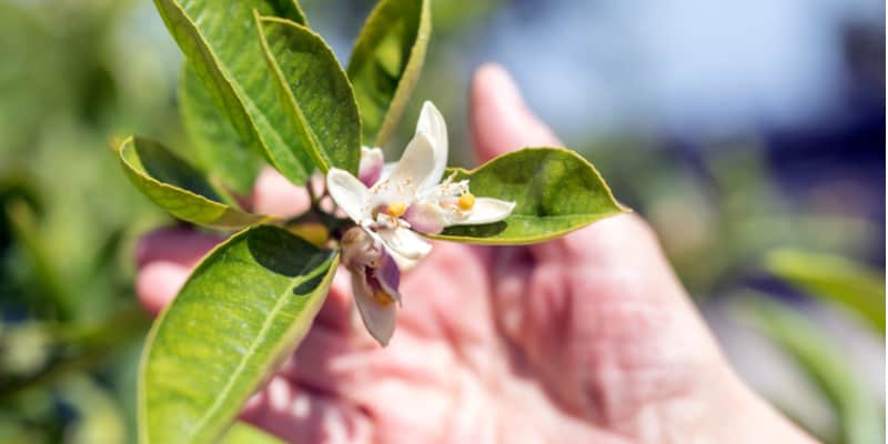 In this guide I talk about 'Why is my lemon tree not producing fruit?' which could be for many reasons from incorrect care, especially in winter