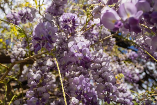 Wisteria Amethyst Falls which is the best wisteria for growing in large containers