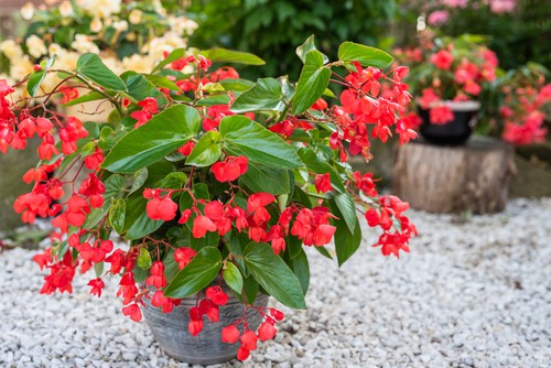 begonias in containers ideal for a more shady spot