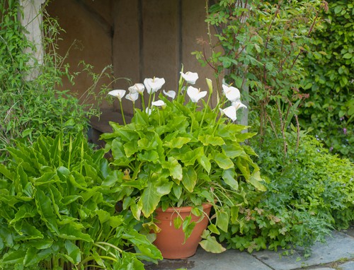 Calla lilies growing in pots