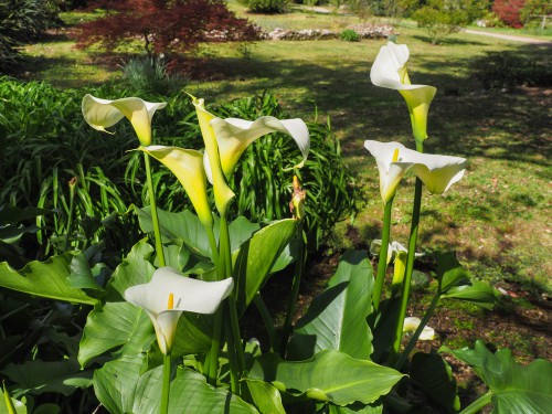 Calla lilies grown from seed now planted in the garden