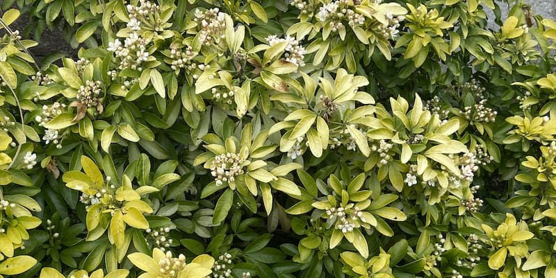 Choisya pests and diseases including root rot, grey mould, red spider mites