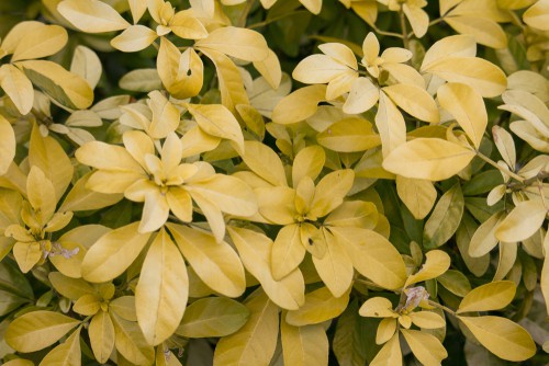 Choisya ternata sundance once of the larger varieties with golden yellow leaves