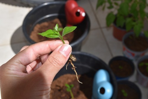 Growing a lemon tree from a seed