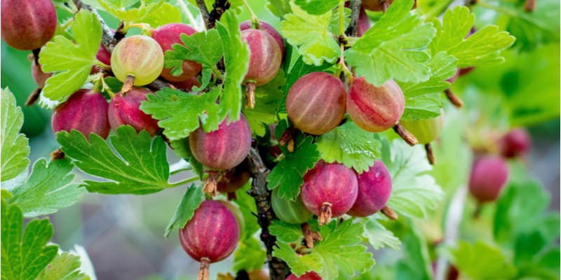 Growing gooseberries in pots from choosing a pot to pruning