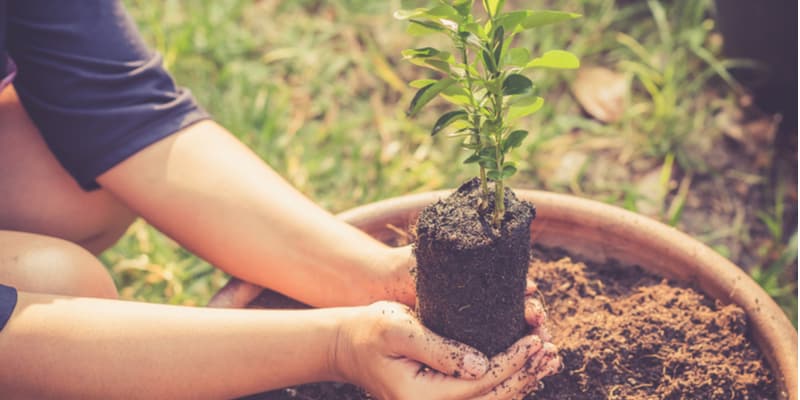 I discuss how long it takes for a lemon tree to grow from seedling to a mature lemon tree that can flower and fruit.