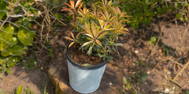 In this guide, you will learn how to successfully grow Pieris forest flame in containers from choose a pot and compost to care.