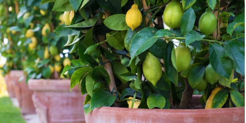 Learn how to grow a lemon tree in a pot from choosing the right type of pot to the right compost with the correct PH and general care