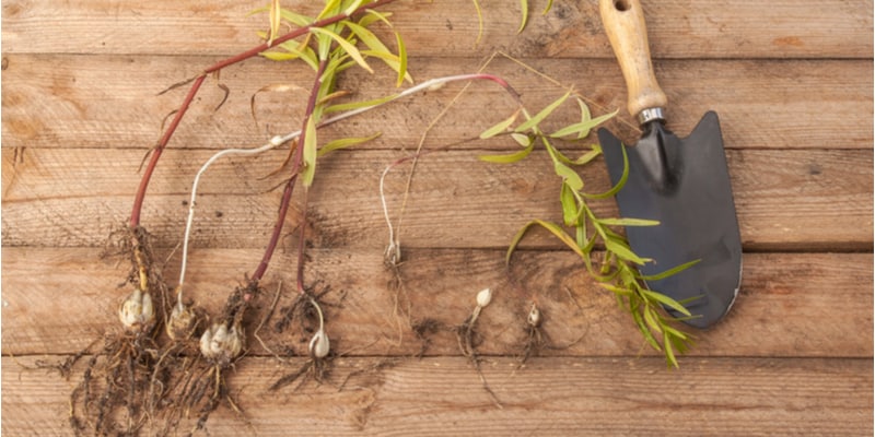 Learn how to propagate lilies from using bulb scales to removing tiny bulbs and dividing them