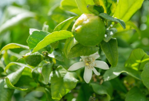 Lemon tree fruit and flowers