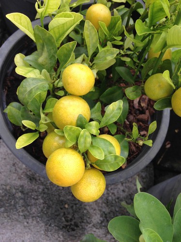 Nice lemon tree grown in a large pot so it can be kept indoors over winter and put outside from late spring and throughout summer