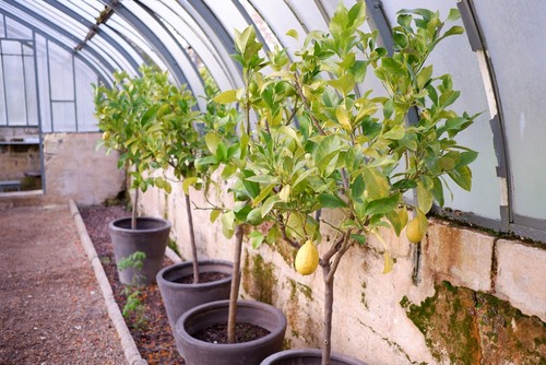 Lemon trees not producing many flowers which leads less fruits