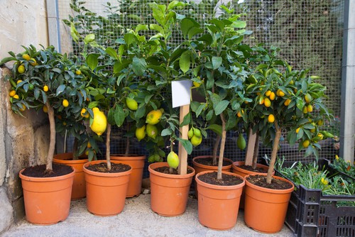 Lemon trees you can buy from a garden centre or nursery