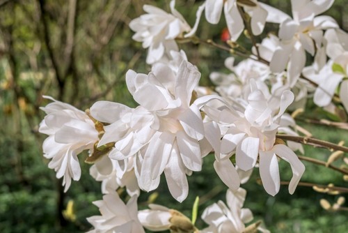 Magnolia Stellata that is ideal for borders and pots