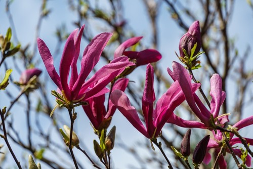 Magnolia Susan is a small growing magnolia bush which is also suitable for pots