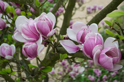 Magnolia growing in sheltered position