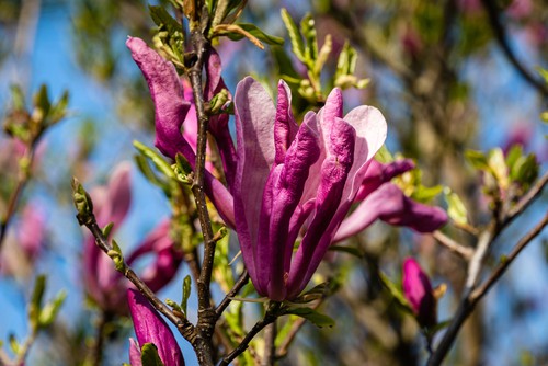 Magnolia susan that flowers early spring so can be damaged by hard frost so best planted in a sheltered position