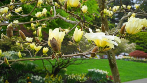 Magnolia yellow river a later flowering variety that won't be harmed by late frosts